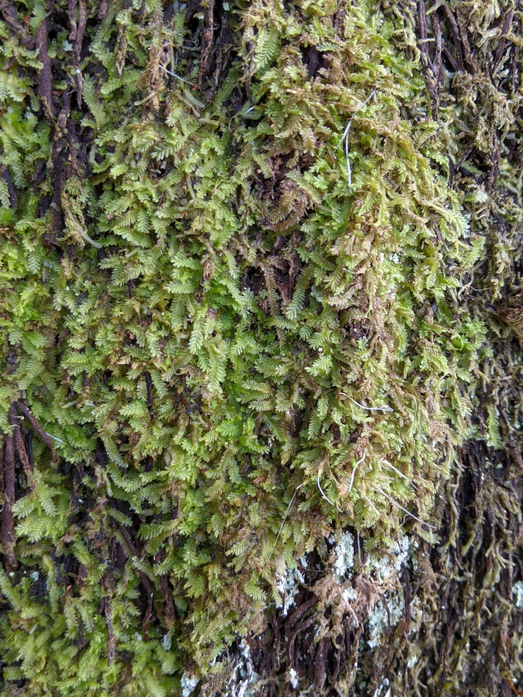 Cryptolophocolea (hero image)