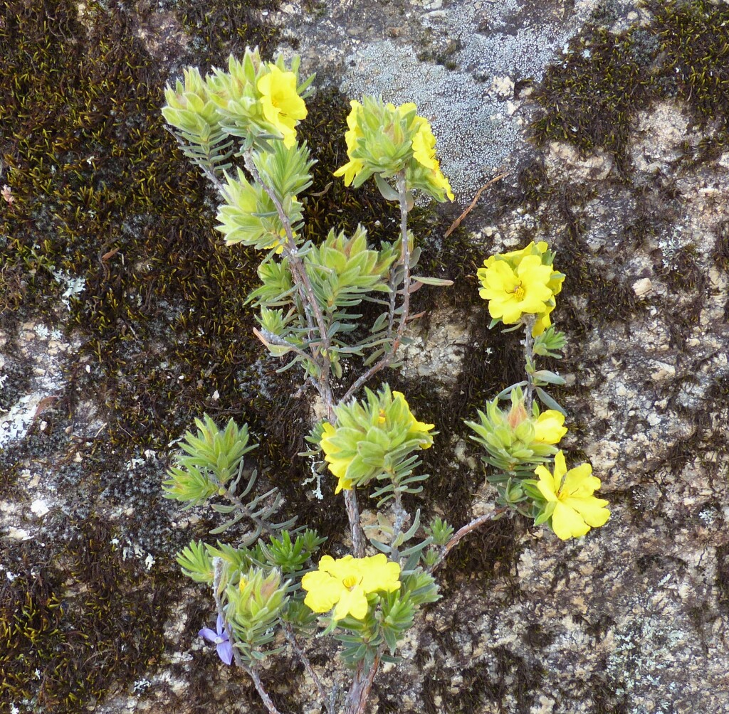 Hibbertia crinita (hero image)