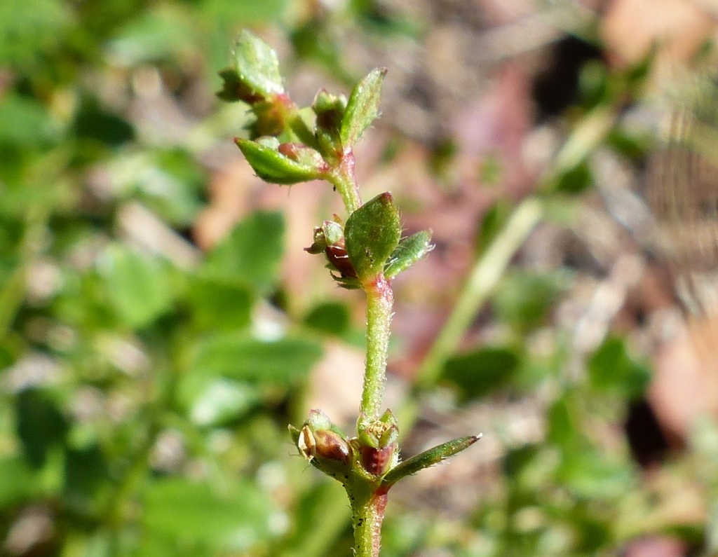 Gonocarpus montanus (hero image)