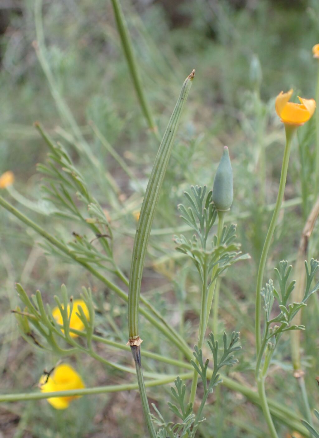 Eschscholzia (hero image)