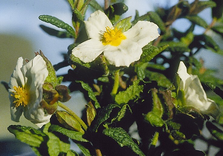 Cistus inflatus (hero image)