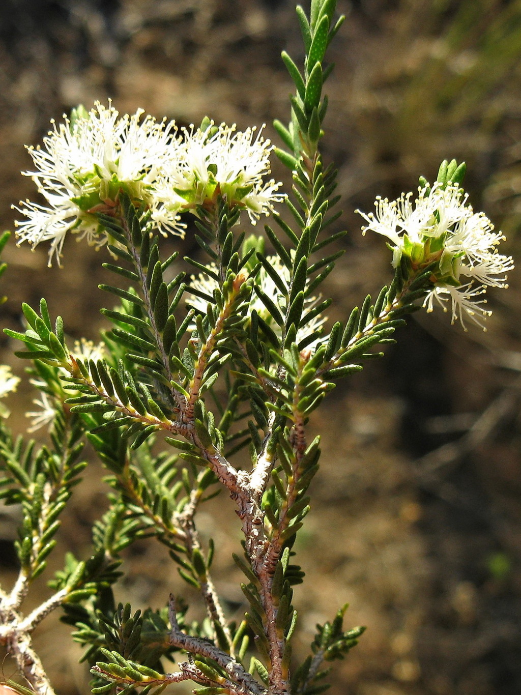 Melaleuca halmaturorum (hero image)