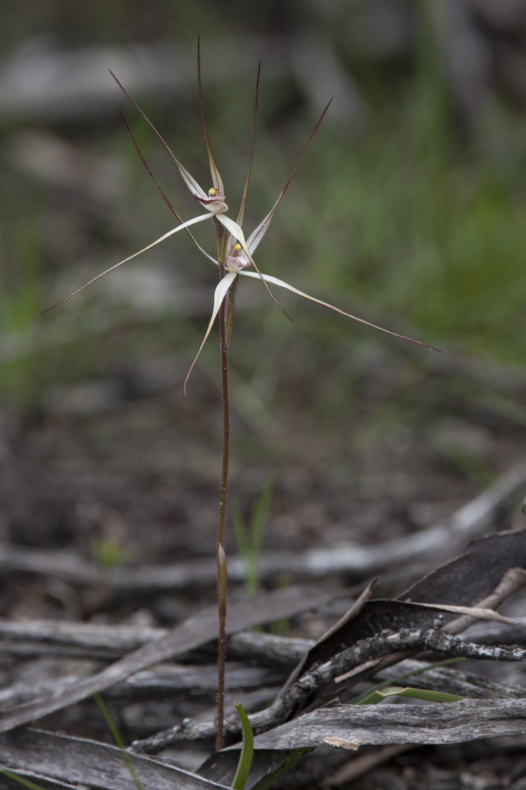 Caladenia capillata (hero image)