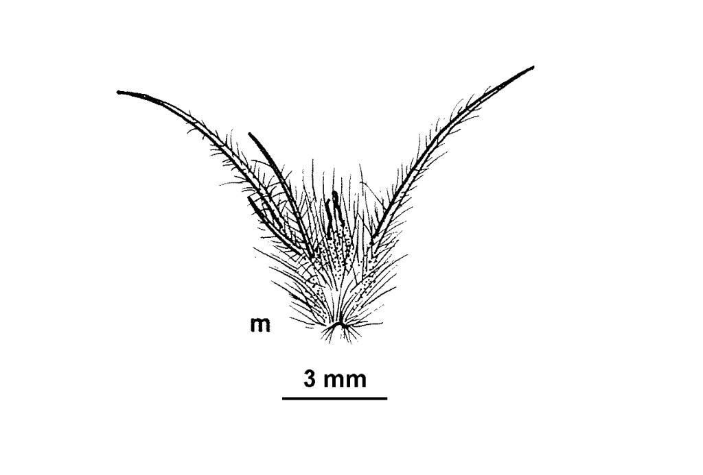 Sclerolaena lanicuspis (hero image)