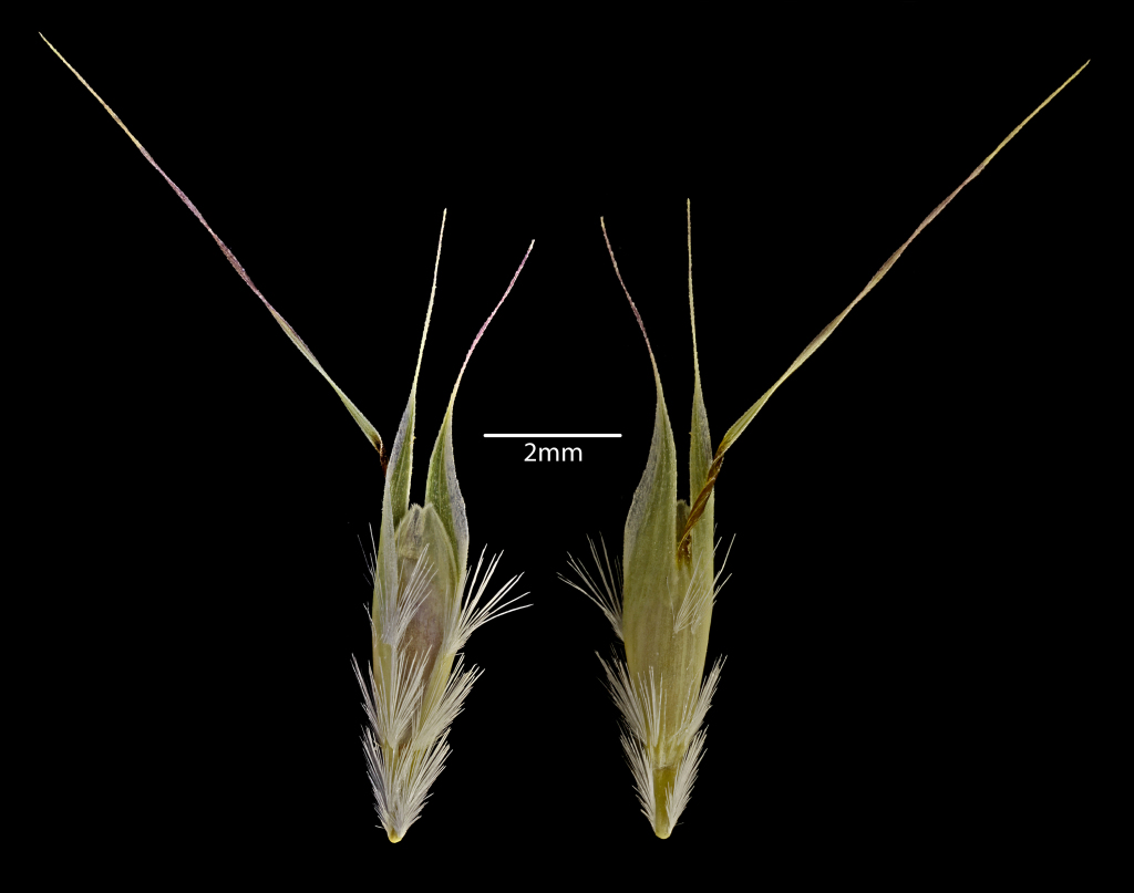 Rytidosperma racemosum (hero image)