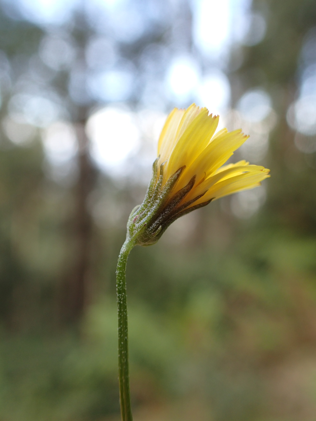 Crepis capillaris (hero image)