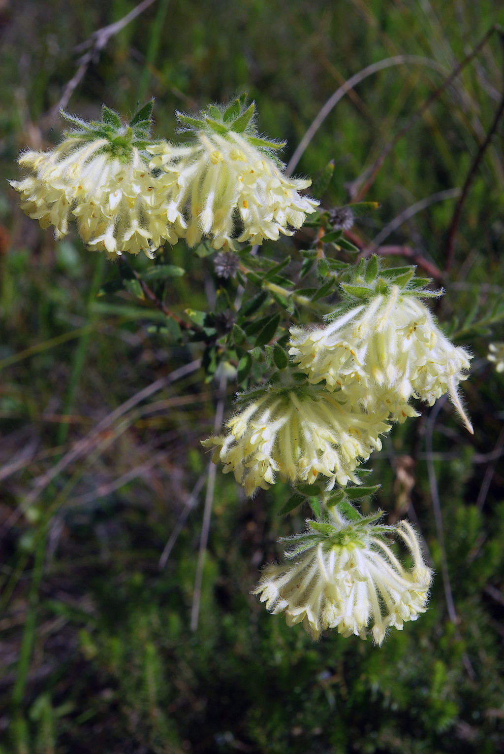 Pimelea octophylla (hero image)