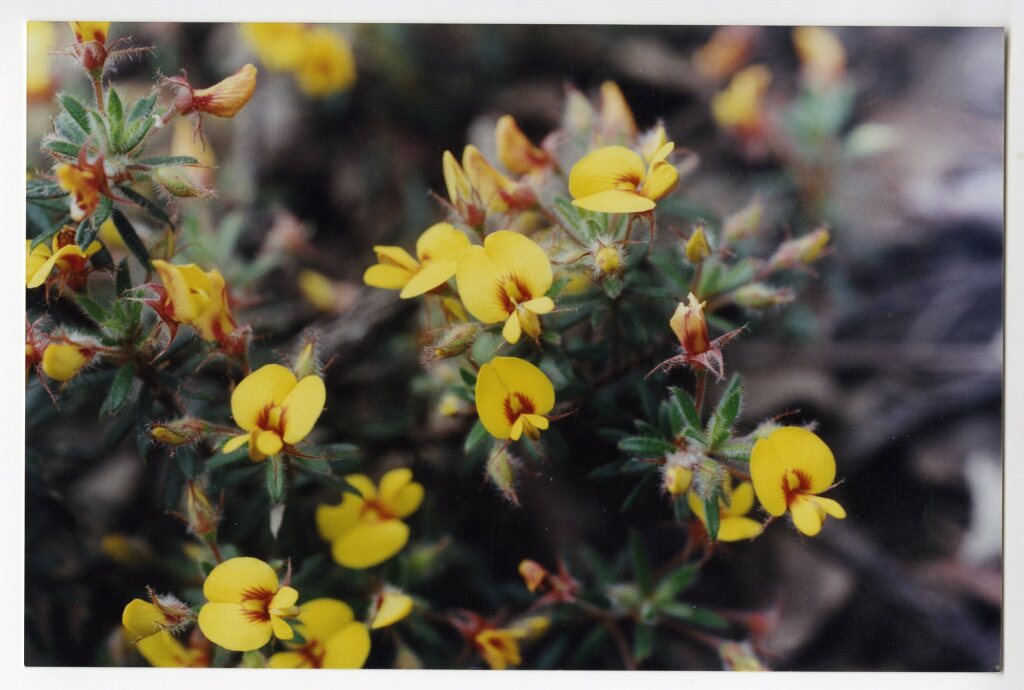 Pultenaea dargilensis (hero image)