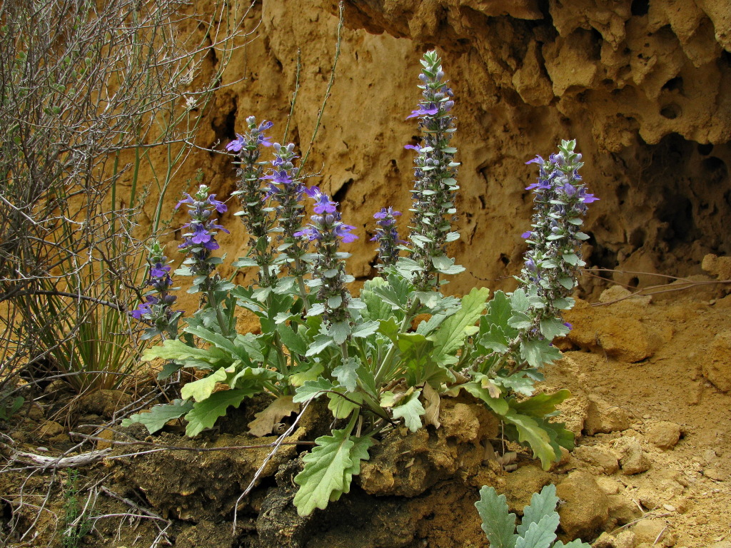 Ajuga (hero image)