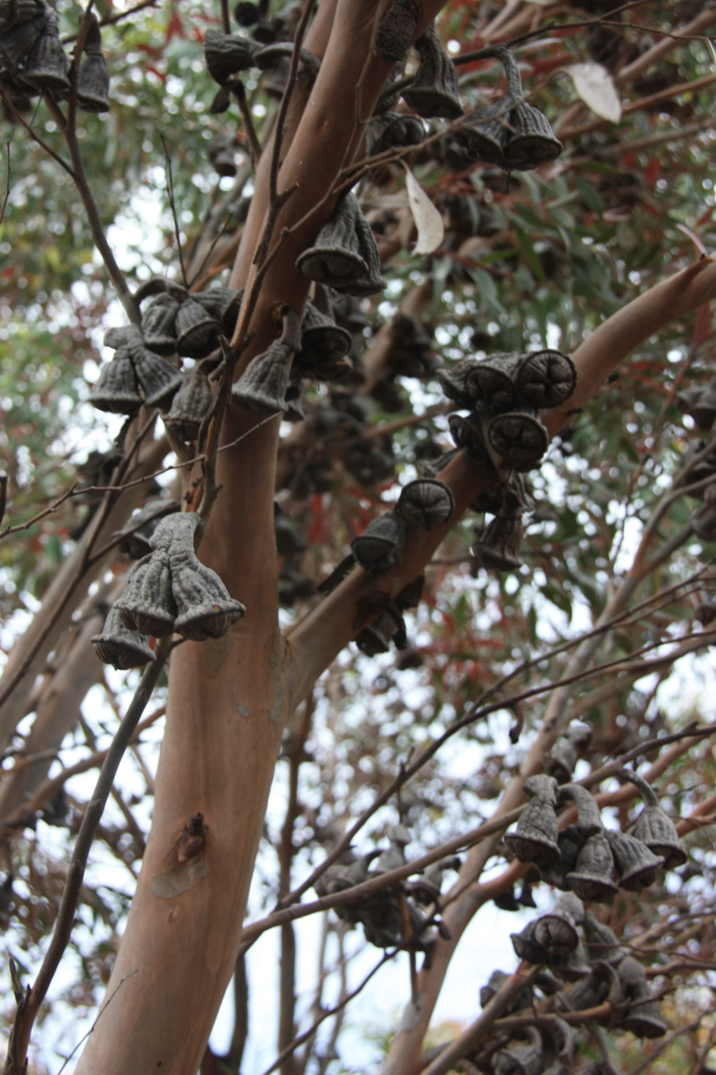Eucalyptus megacornuta (hero image)