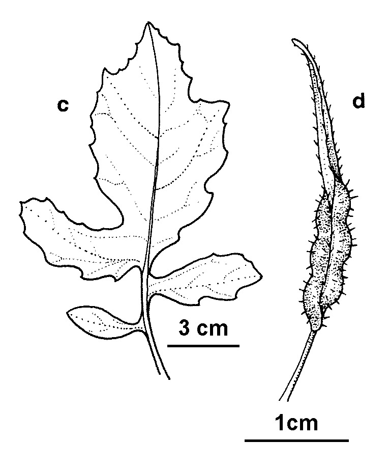 Sinapis alba (hero image)