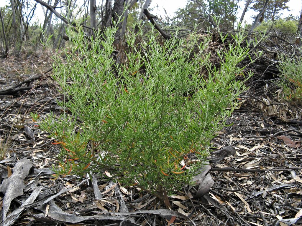 Rhagodia crassifolia (hero image)