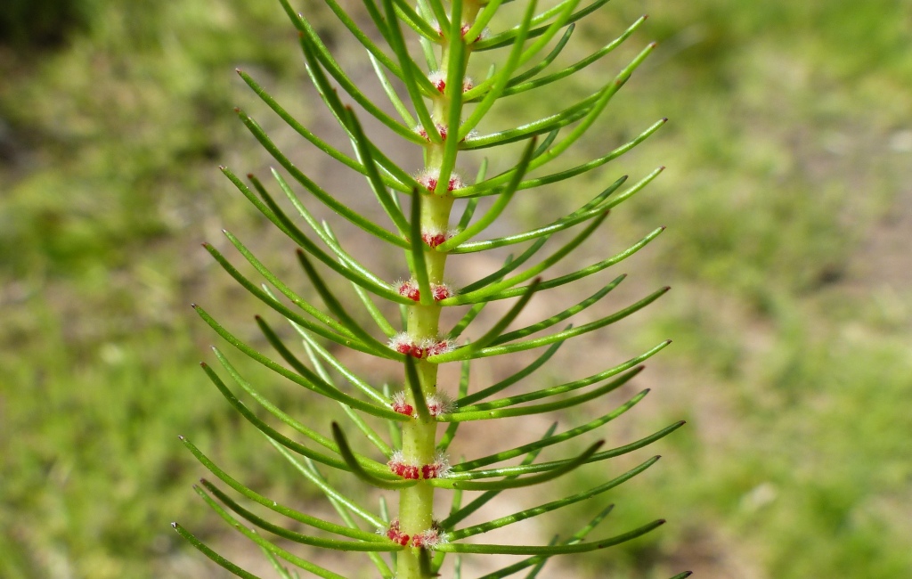 Myriophyllum crispatum (hero image)