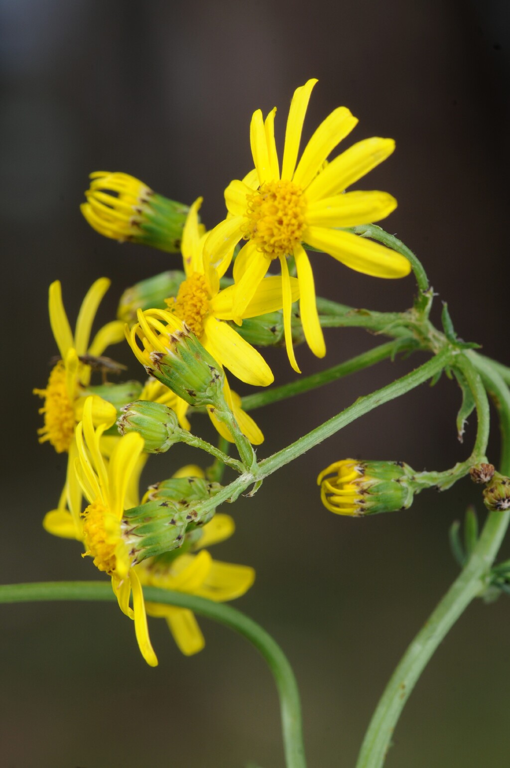 Senecio pinnatifolius var. lanceolatus (hero image)