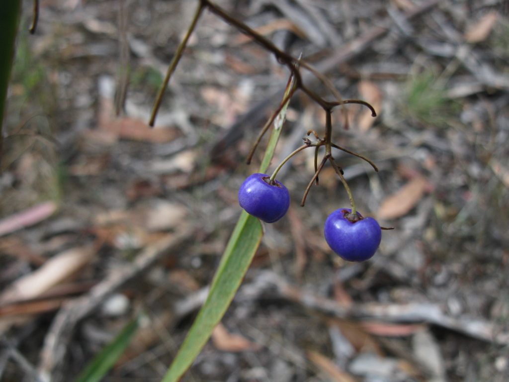 Dianella revoluta (hero image)