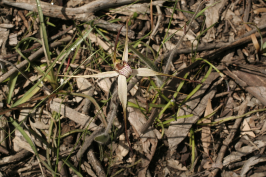 Caladenia fulva (hero image)