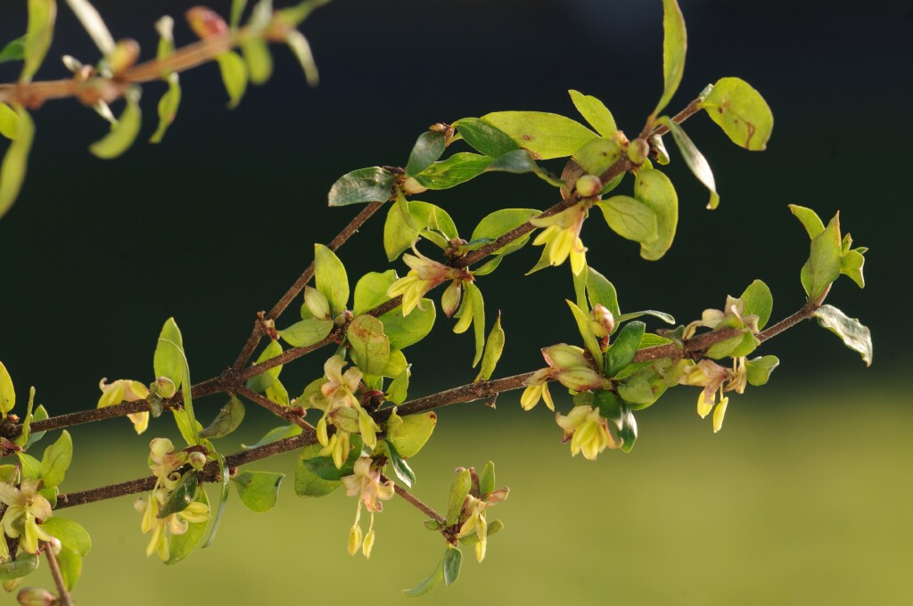 Coprosma quadrifida (hero image)