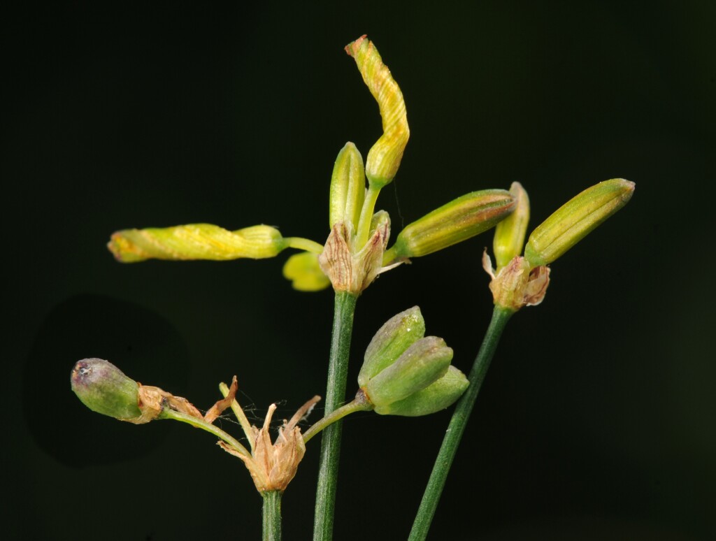 Tricoryne elatior (hero image)