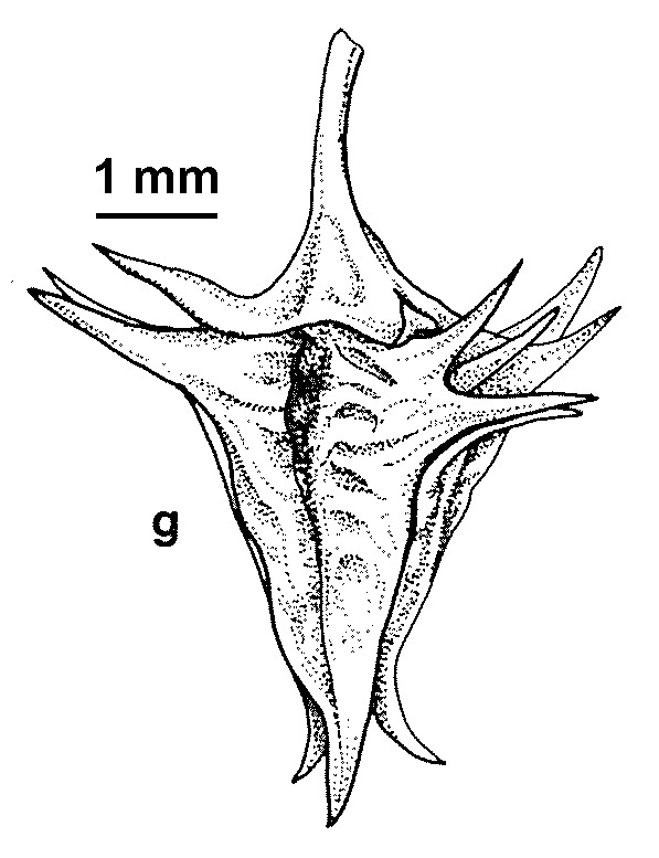 Rumex stenoglottis (hero image)