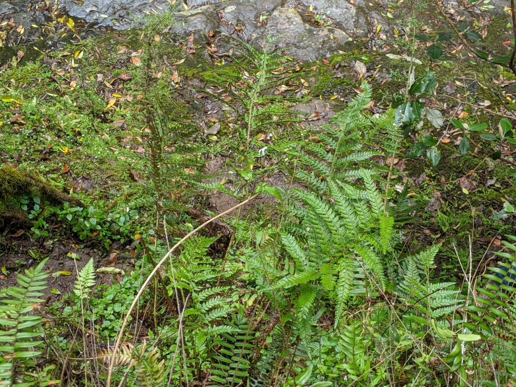 Polystichum formosum (hero image)