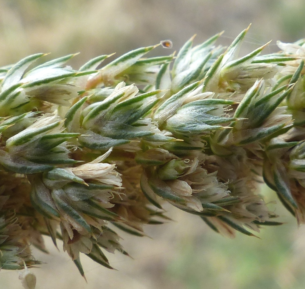 Amaranthus retroflexus (hero image)