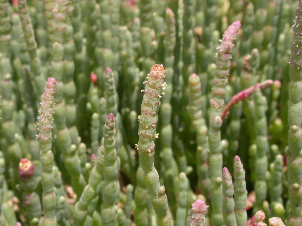 Salicornia quinqueflora (hero image)