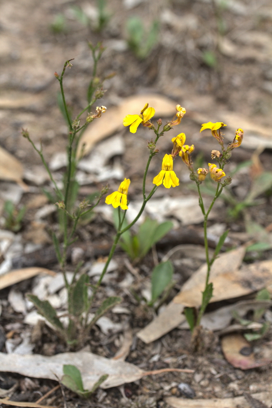 Goodenia paniculata (hero image)