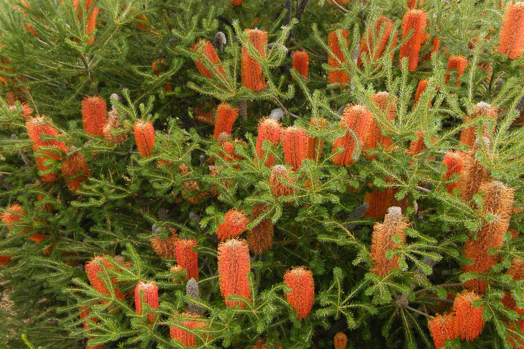 Banksia ericifolia (hero image)