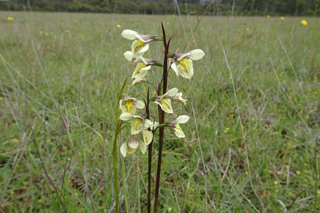 Diuris ochroma (hero image)