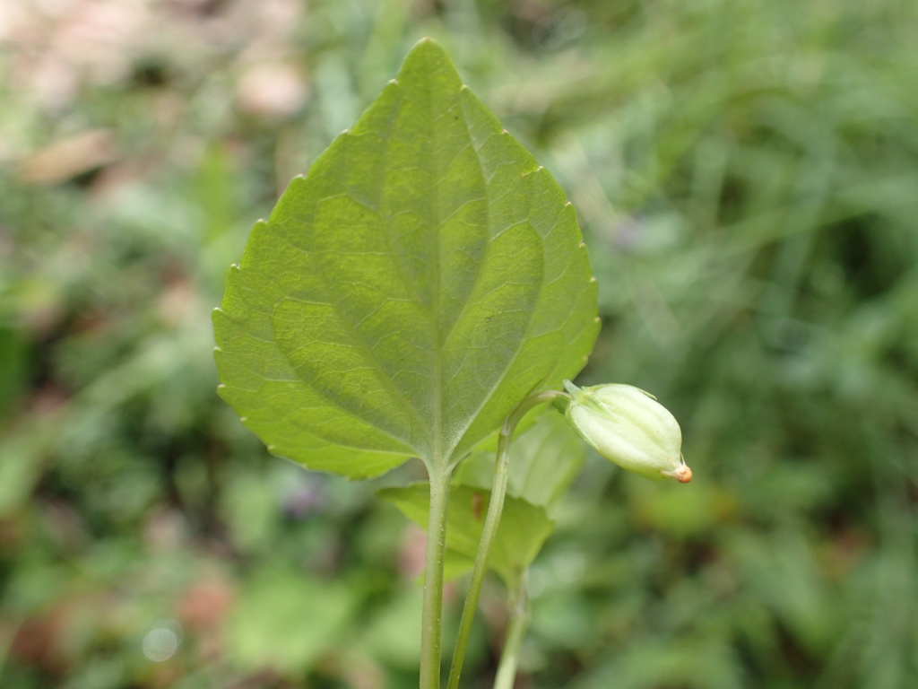 Viola riviniana (hero image)