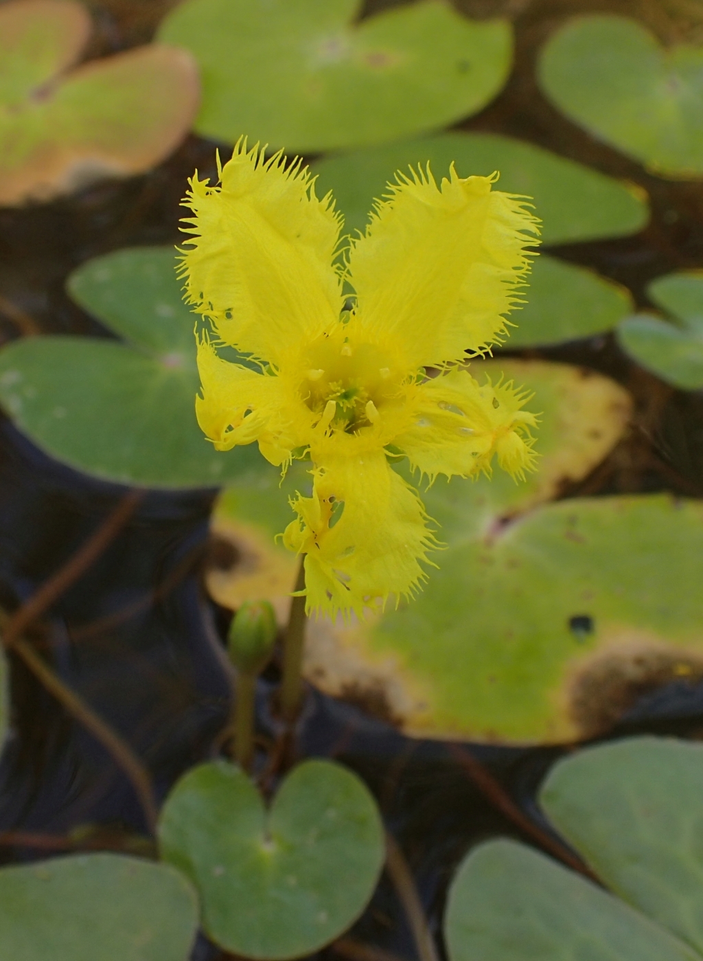 Nymphoides montana (hero image)