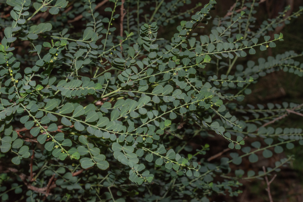 Phyllanthus (hero image)