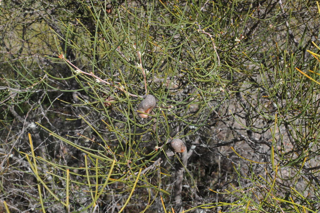 Hakea rostrata (hero image)