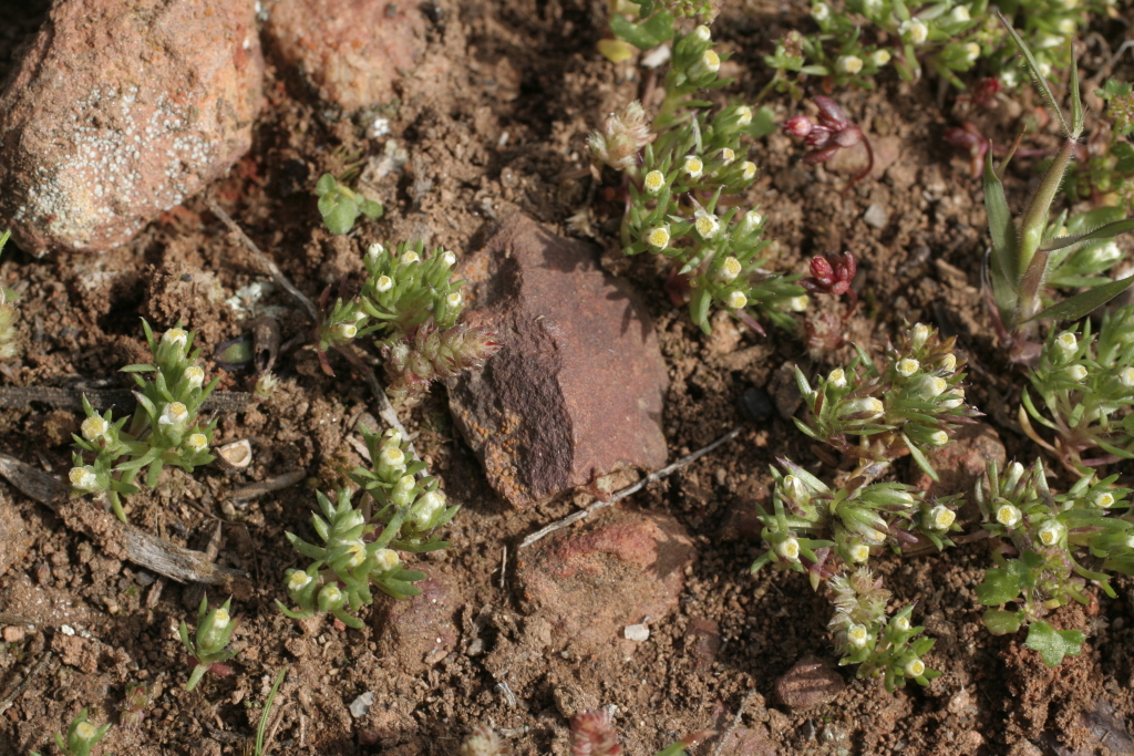Hyalosperma demissum (hero image)