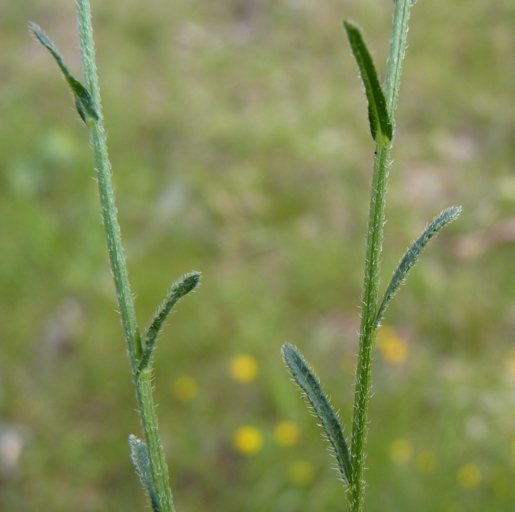 Calotis lappulacea (hero image)
