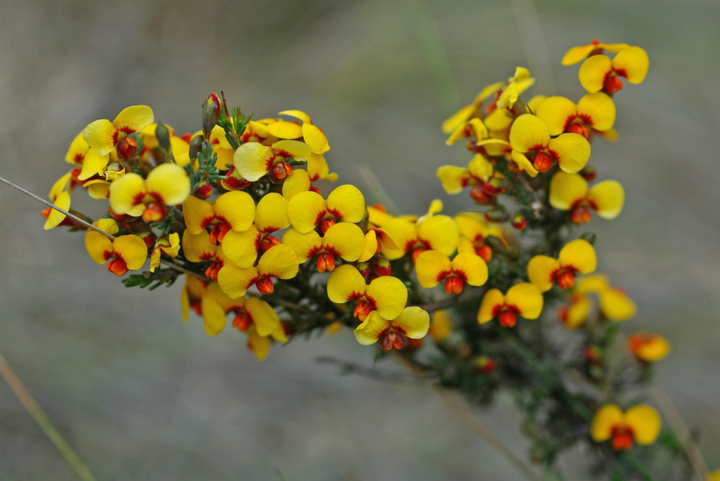 Dillwynia ramosissima (hero image)