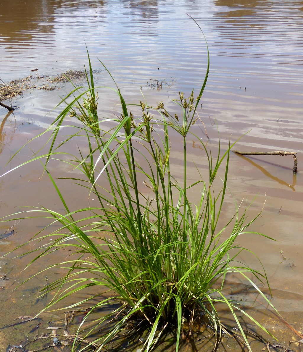 Cyperus exaltatus (hero image)