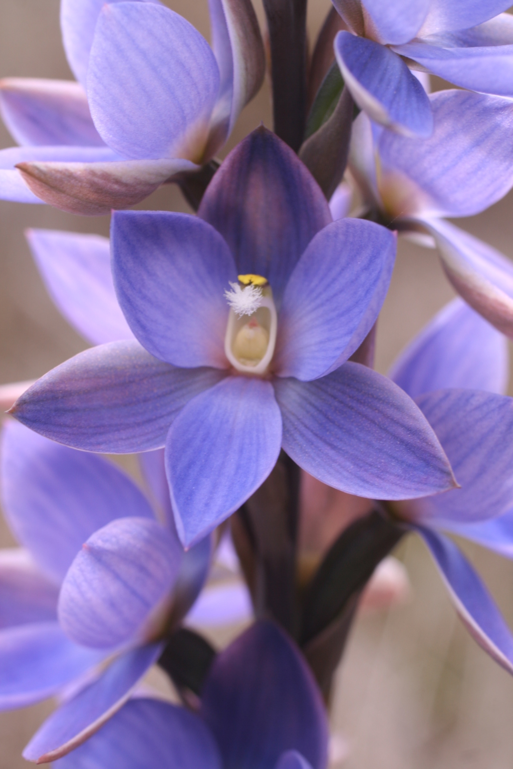 Thelymitra aristata (hero image)