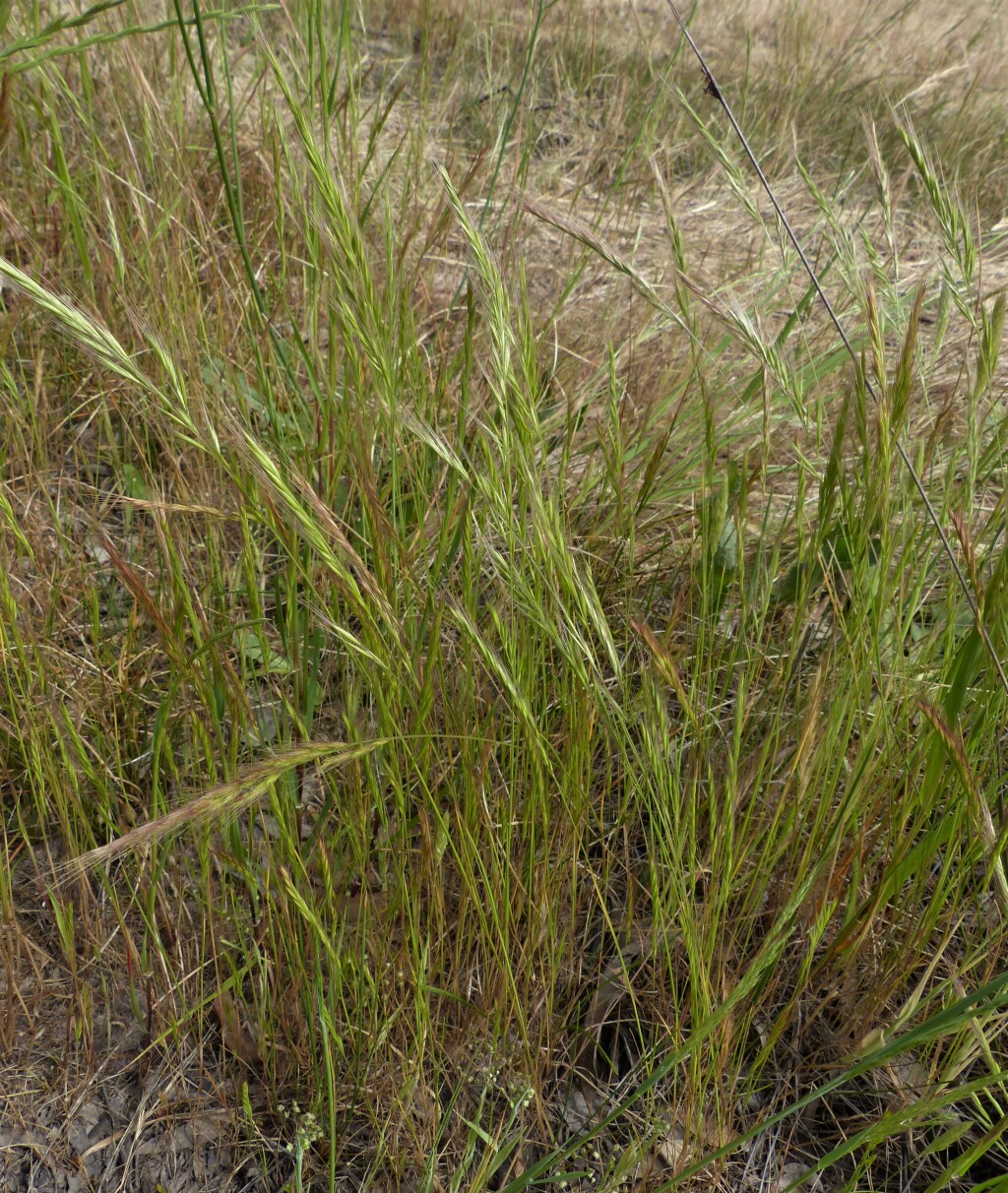 Vulpia bromoides (hero image)