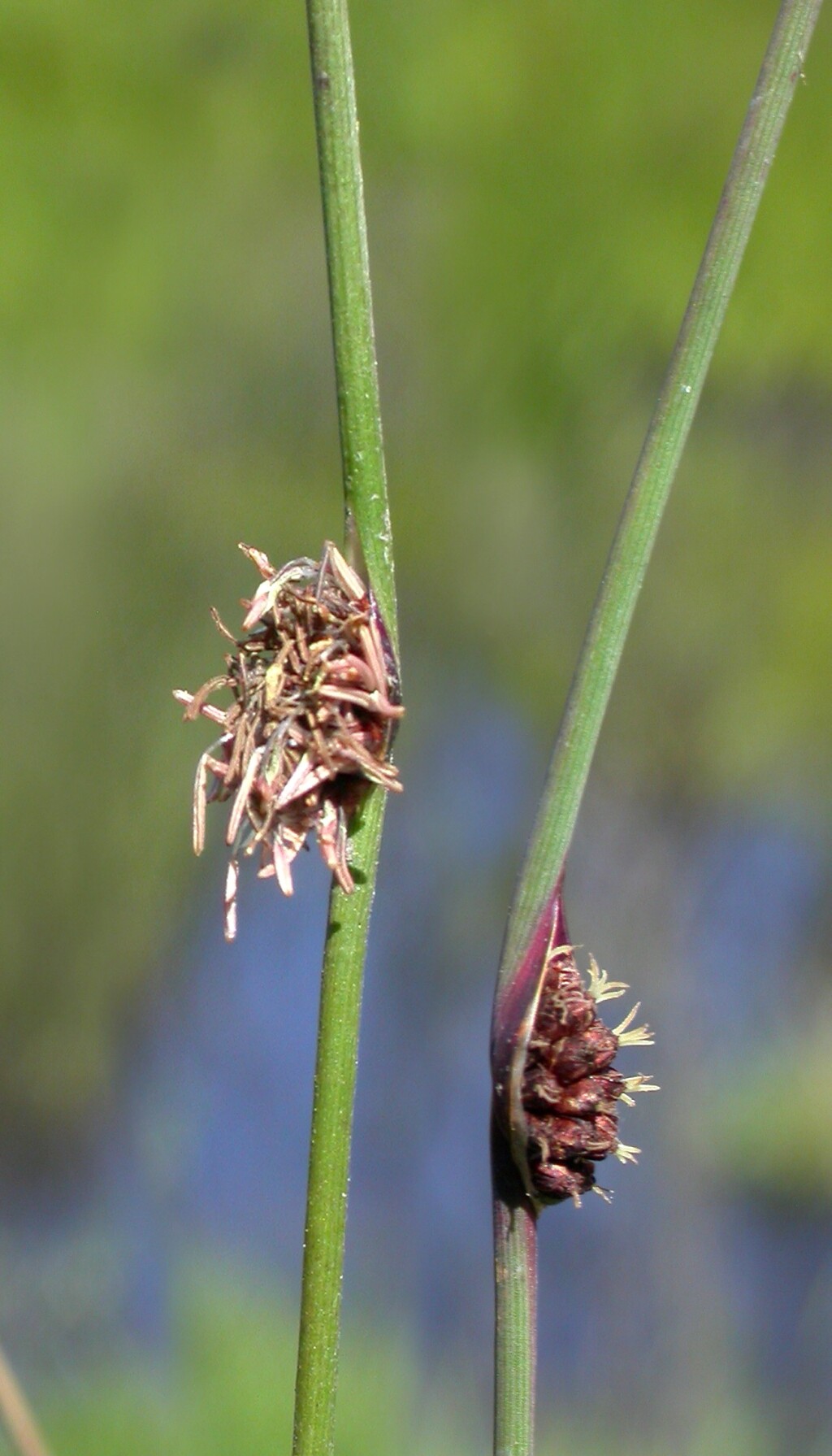 Chorizandra cymbaria (hero image)