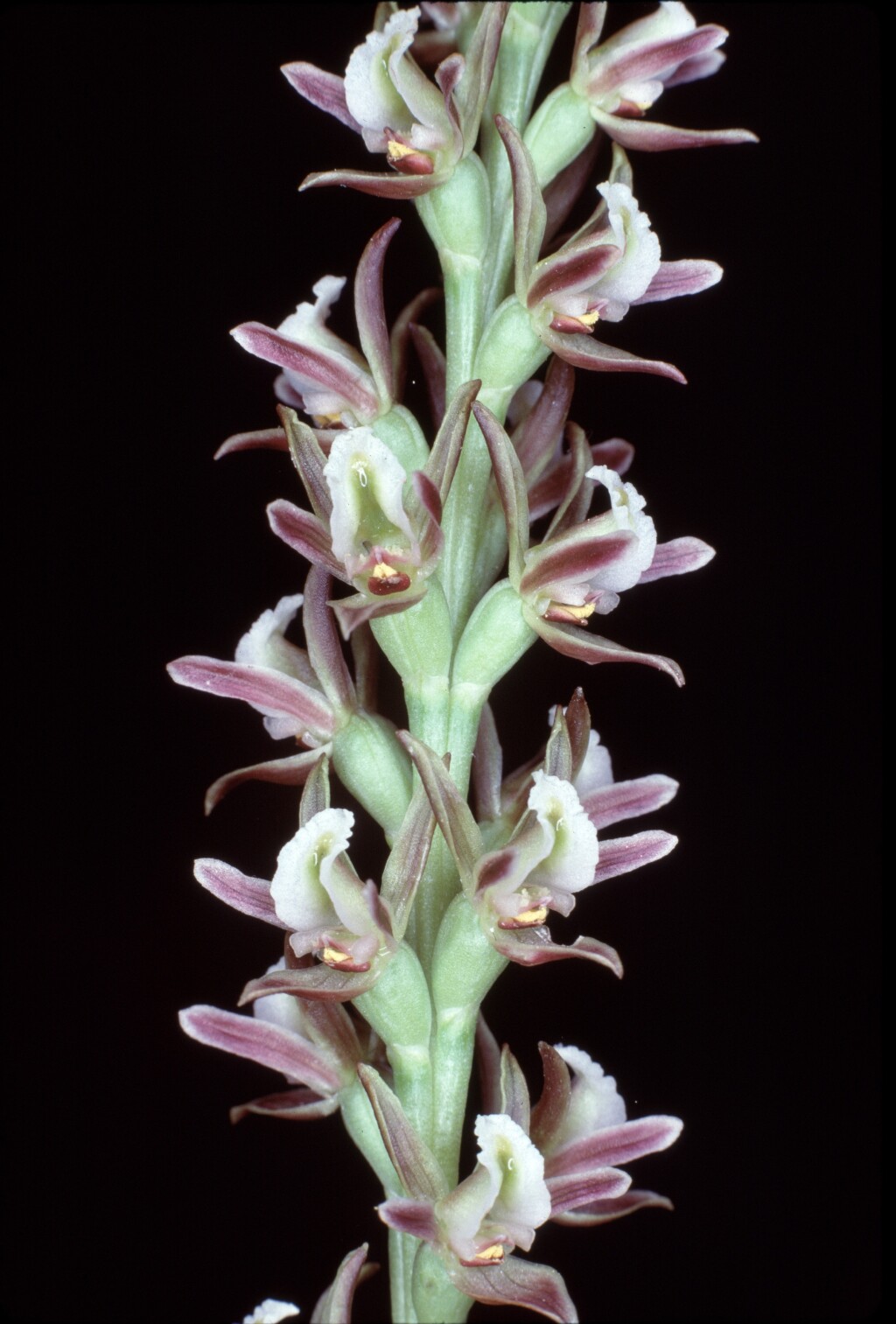 Prasophyllum diversiflorum (hero image)