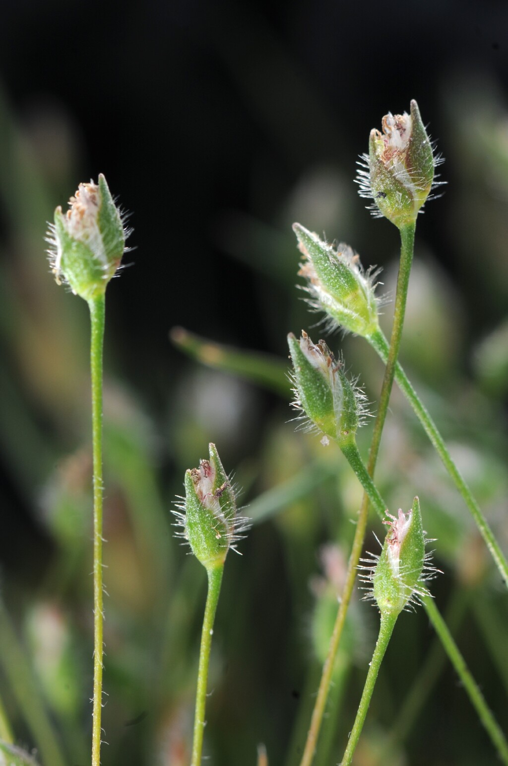 Centrolepis strigosa (hero image)