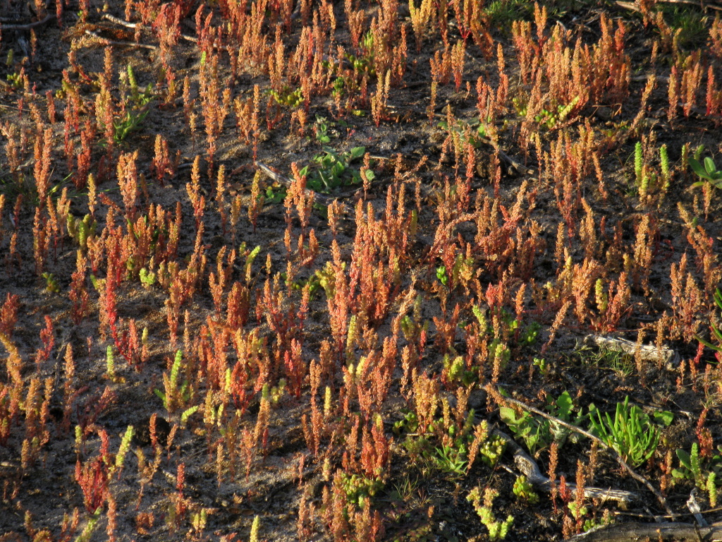 Crassula colligata (hero image)