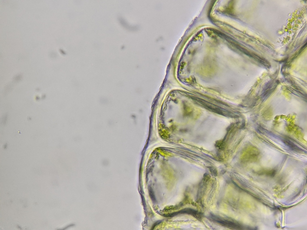 Aneuraceae (hero image)