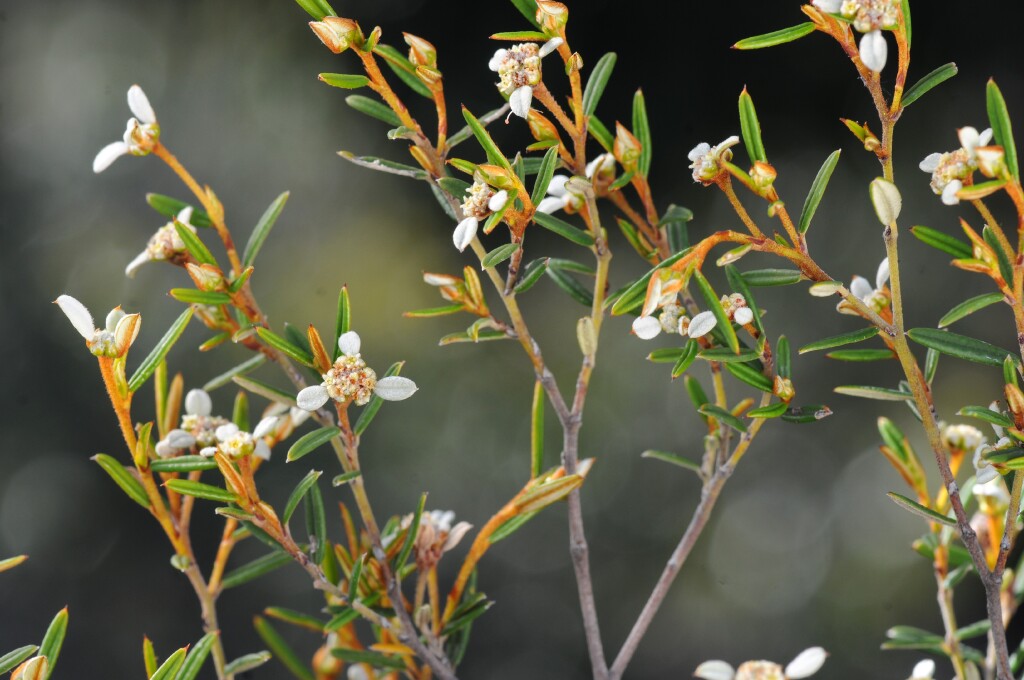 Spyridium vexilliferum (hero image)