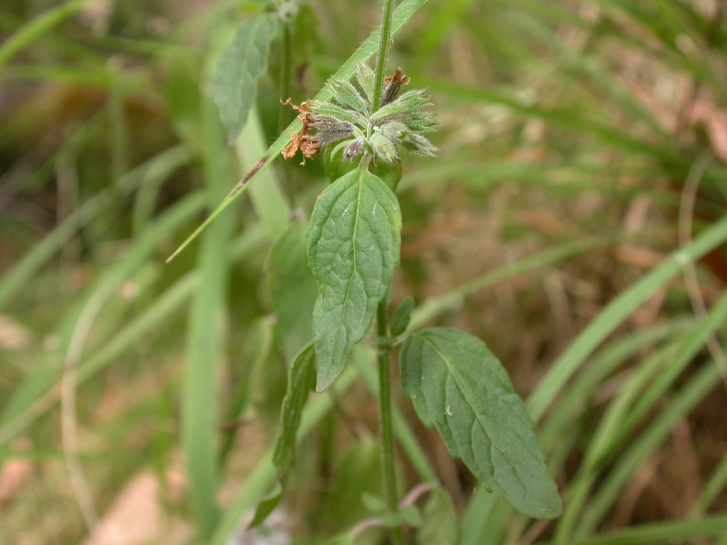 Mentha australis (hero image)