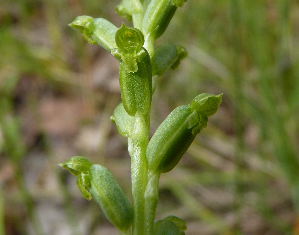 Microtis unifolia (hero image)