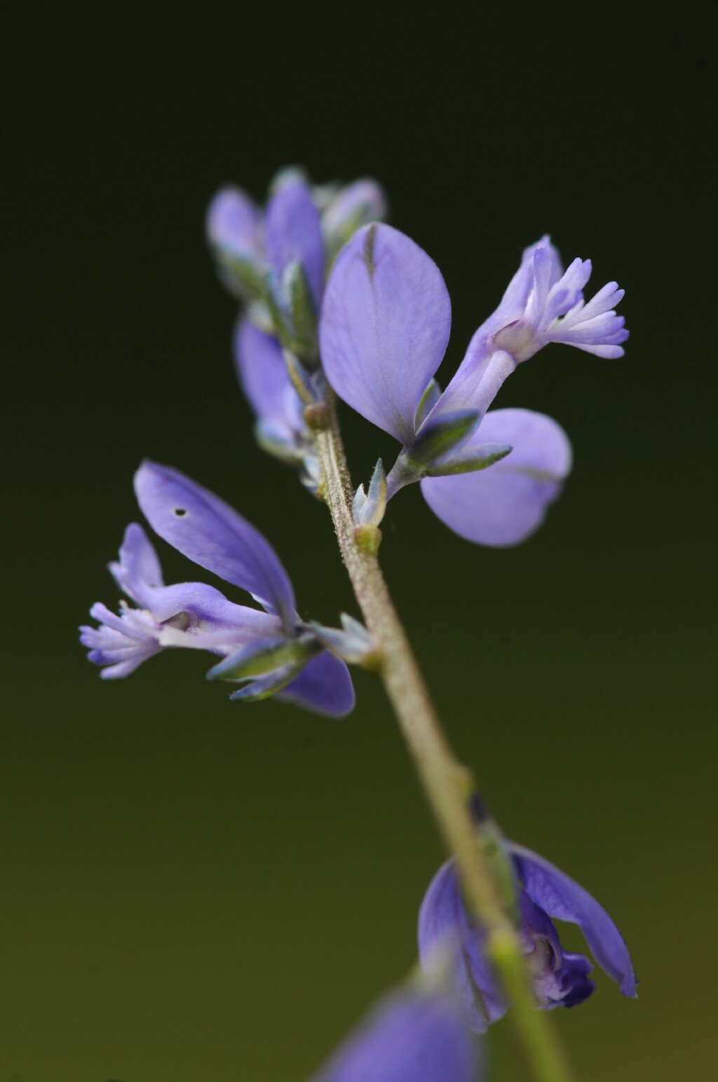 Polygalaceae (hero image)