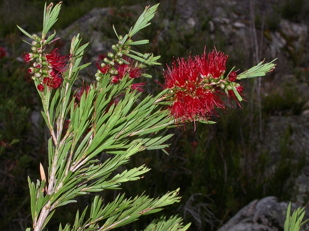 Callistemon subulatus (hero image)