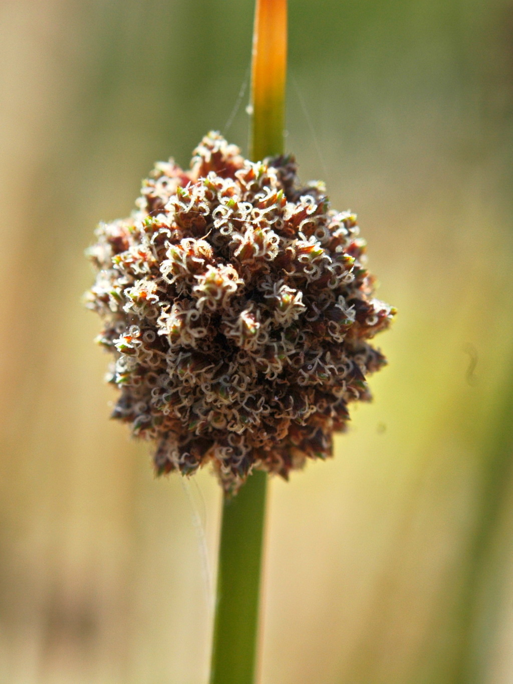 Ficinia nodosa (hero image)